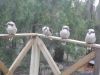 4  Kookaburras on porch at Wannawong\', Blackwood